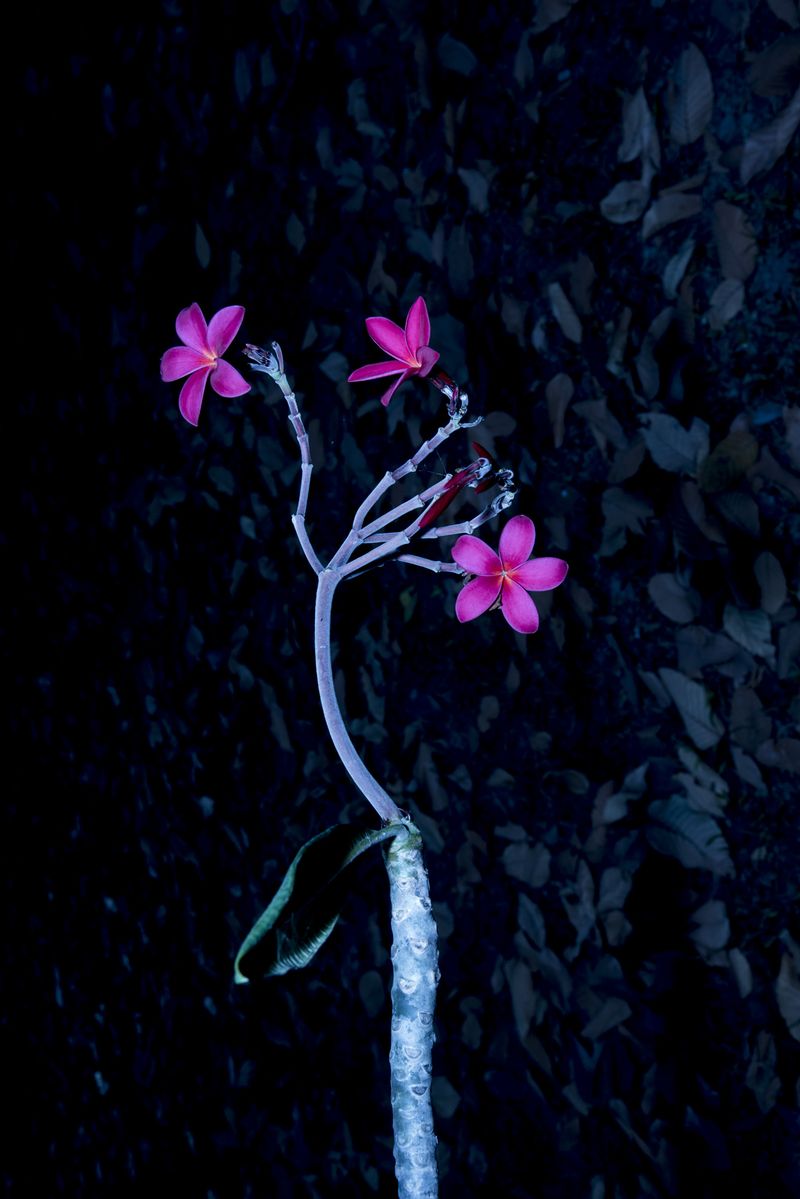 © Kirthana Devdas - Image from the Venus Flytrap photography project