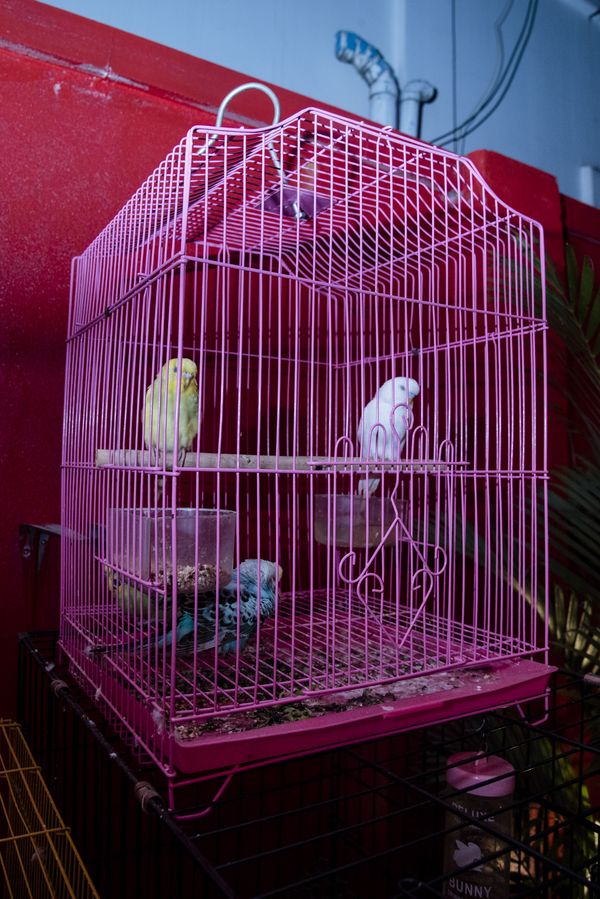 © Kirthana Devdas - Image from the Venus Flytrap photography project