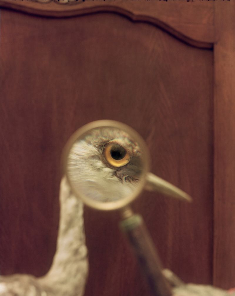 © Henri Kisielewski - Eye #1, (2022). Kodak medium format colour negative film (6x7).