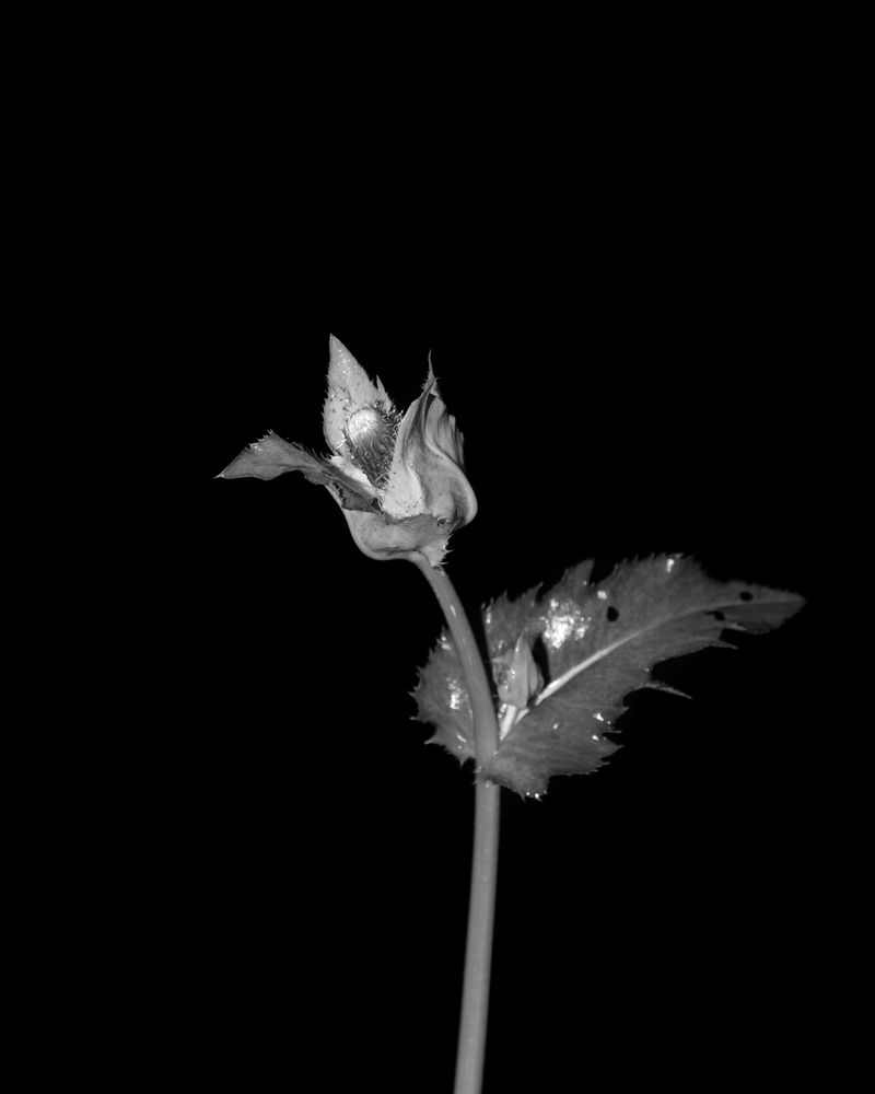 © Mateusz Kowalik - Image from the Devil's Rib photography project