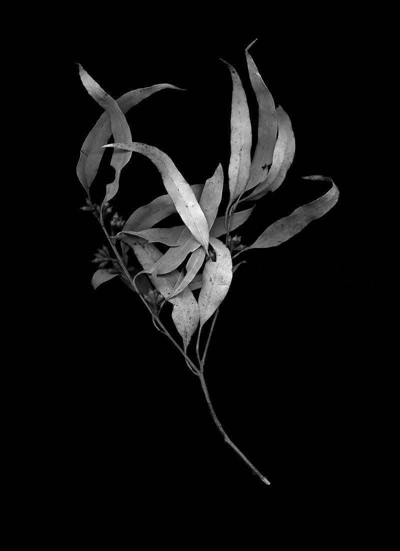 © Clément Verger - 07_new_south_wales_australia_endeavour_2018