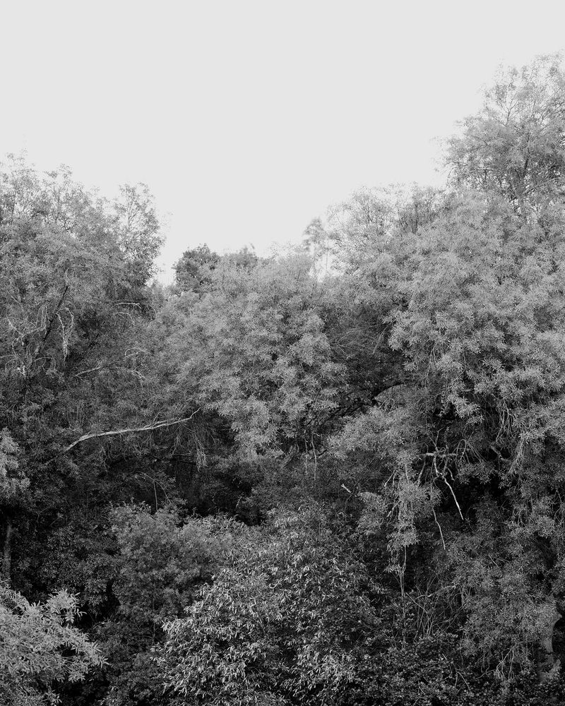 © Clément Verger - 15_vegetation 02_endeavour_2017