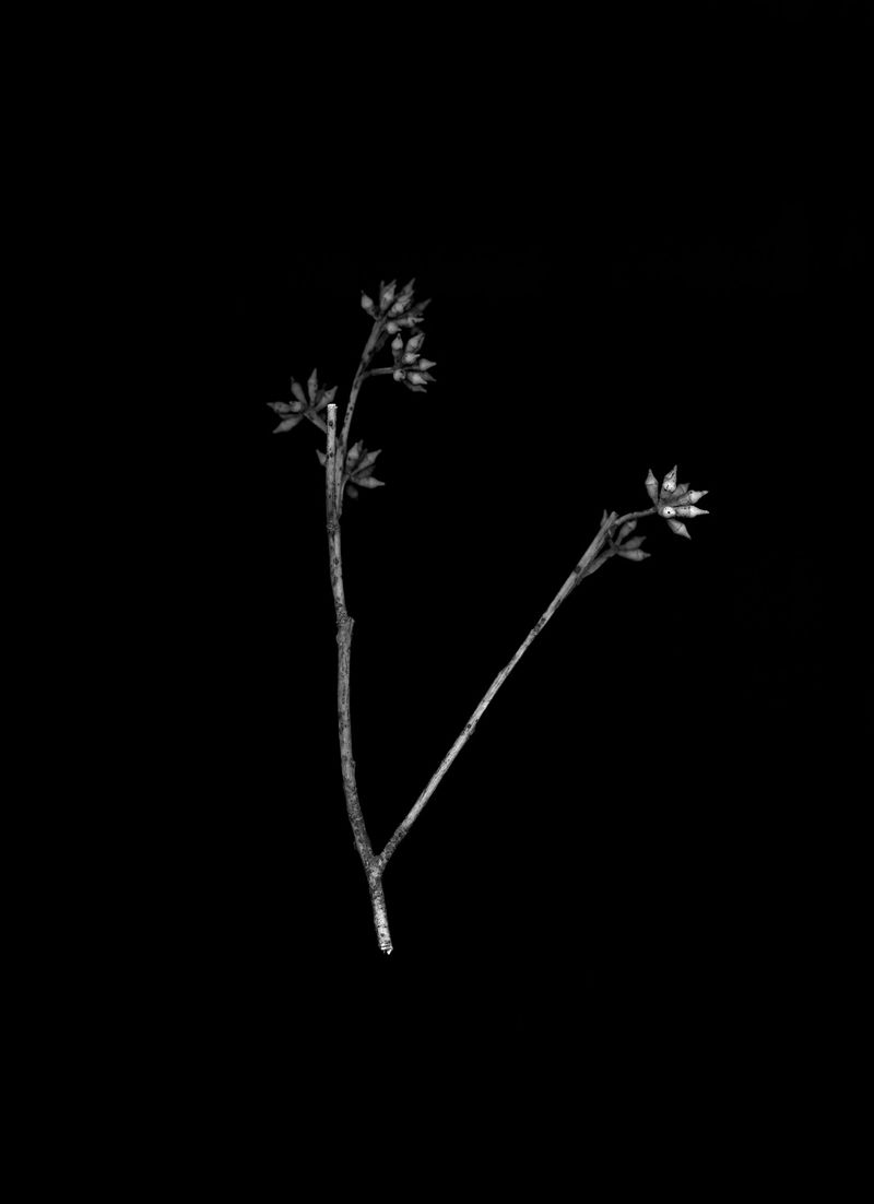 © Clément Verger - 06_new_south_wales_australia_endeavour_2018