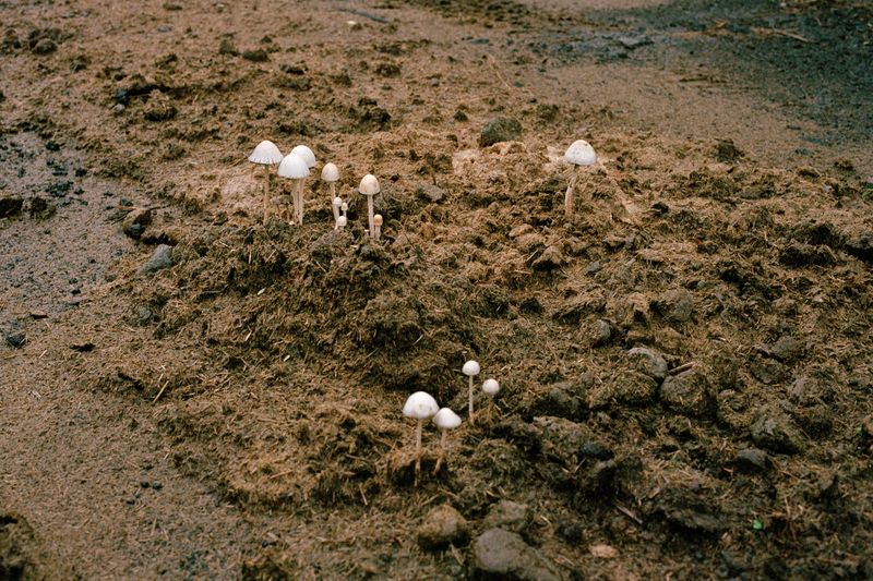 © Veronica Puche - Image from the Such as my great uncle, eaten by a shark photography project