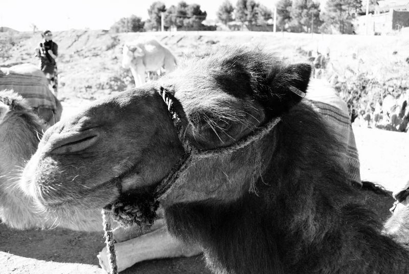 © Abigail Wells-Davies - Smelly camel