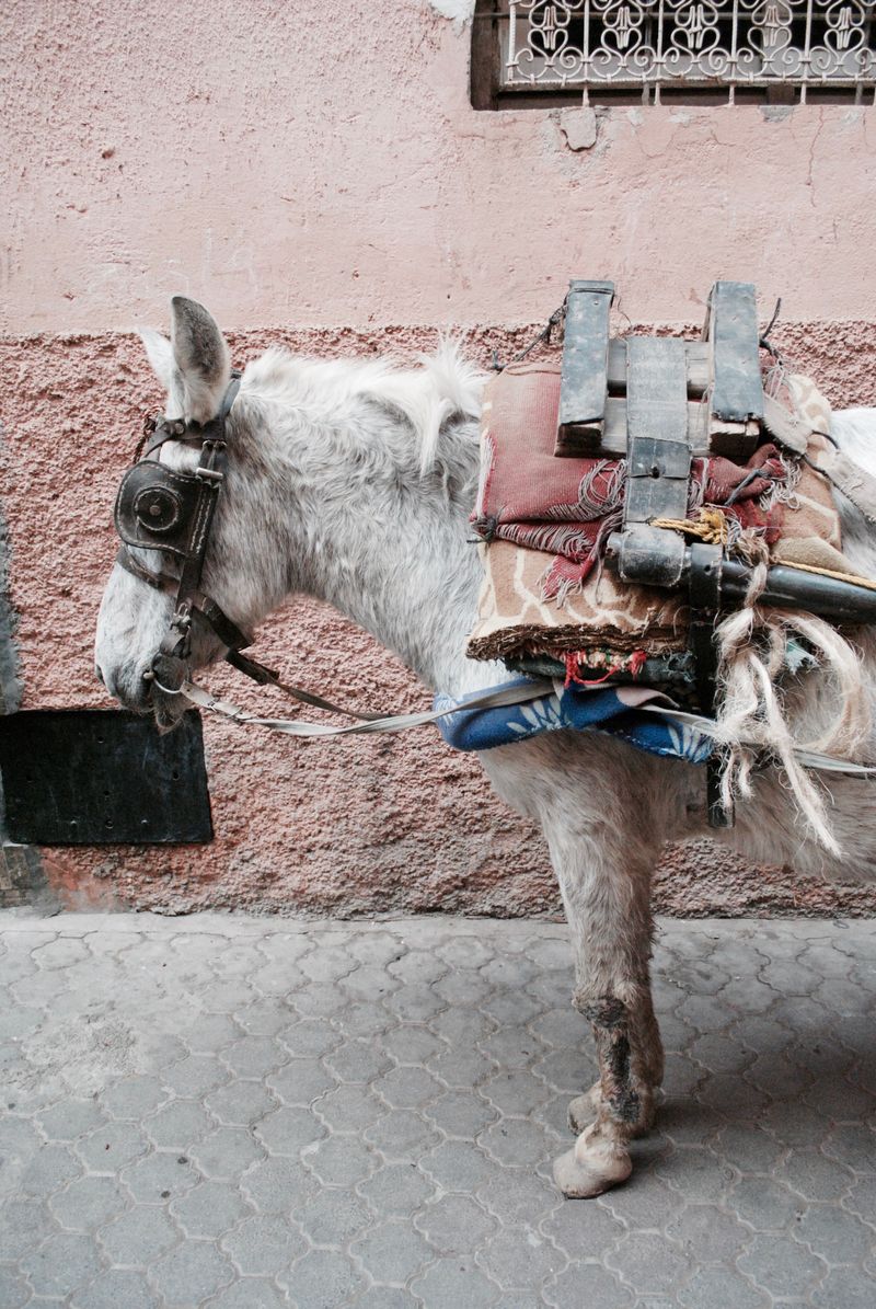 © Abigail Wells-Davies - Soft hues on donkey and wall