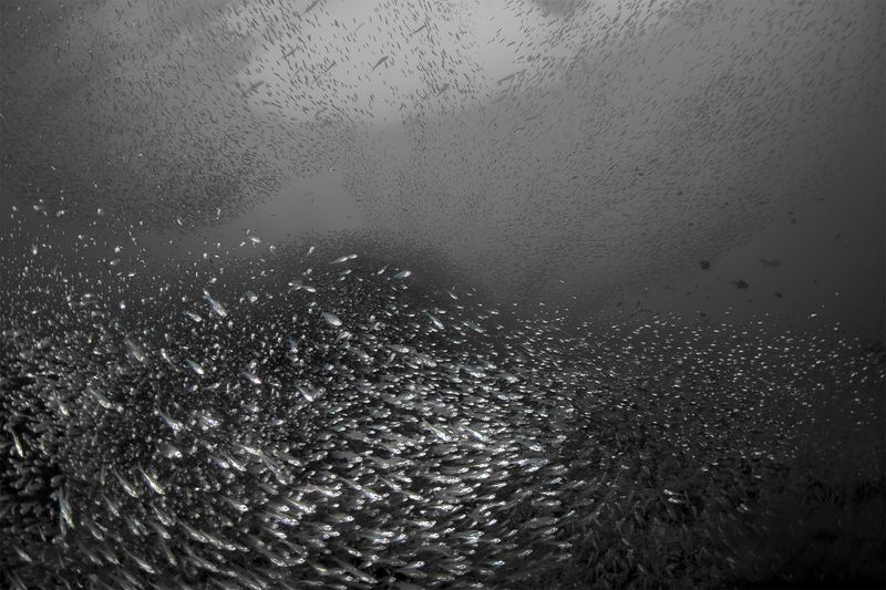 ©Jann Rosen-Queralt