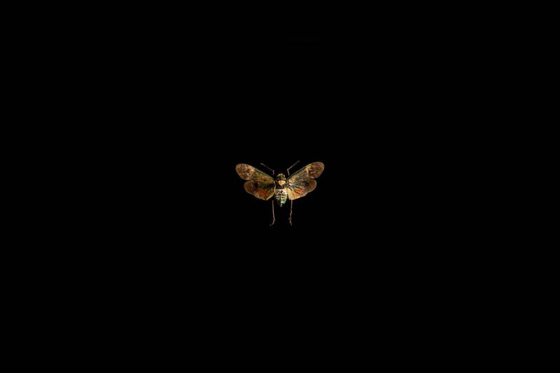 © Federica Leone - Image from the Memento Mori photography project