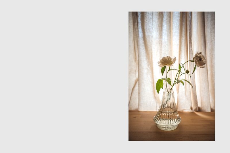 © Enikő Hodosy - White peonys