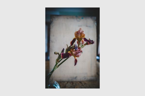 © Enikő Hodosy - Multicolor iris
