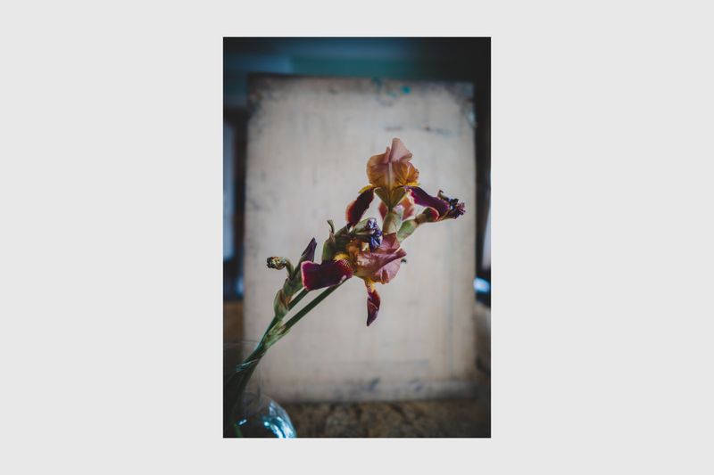 © Enikő Hodosy - Multicolor iris