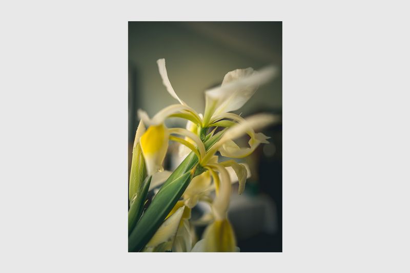 © Enikő Hodosy - White iris