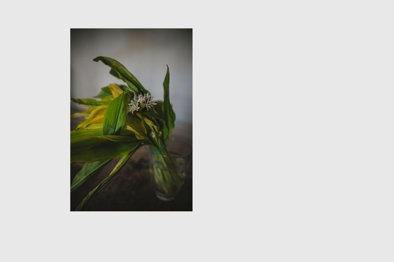 © Enikő Hodosy - Ramsons in bloom