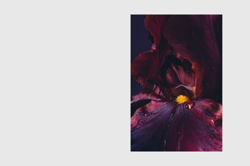 © Enikő Hodosy - Purple iris