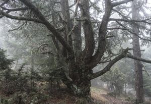 NANUU, the Call of the Gioni