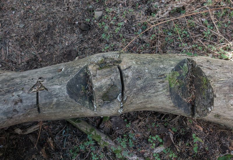 © Irina Vosgerau - Image from the NANUU, the Call of the Gioni photography project