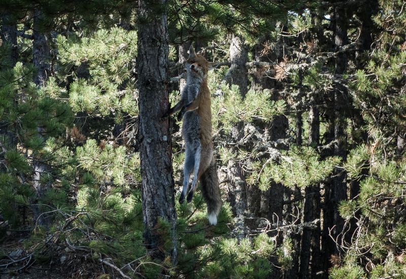 © Irina Vosgerau - Image from the NANUU, the Call of the Gioni photography project