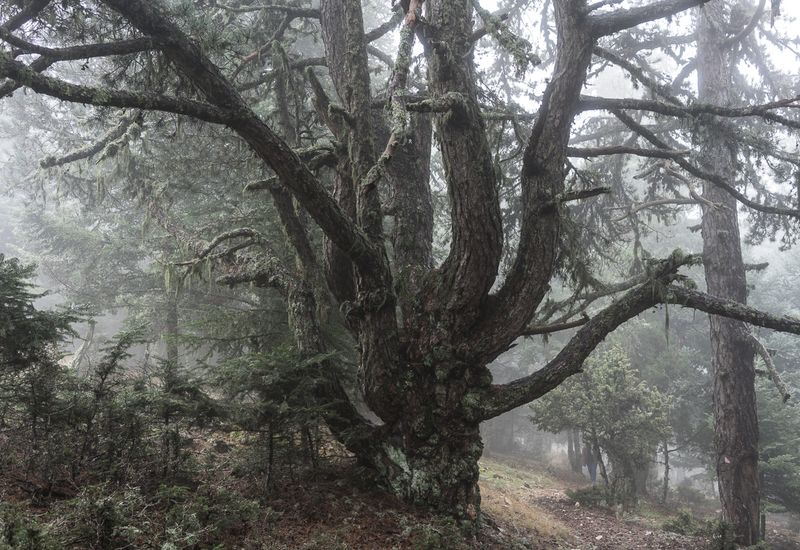 © Irina Vosgerau - Image from the NANUU, the Call of the Gioni photography project