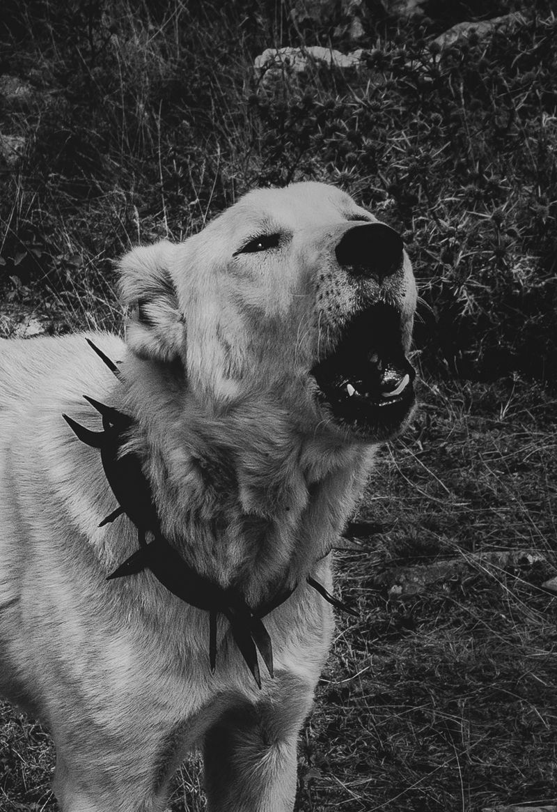 © Irina Vosgerau - Image from the CRITICAL LANDSCAPES//:FEAR//:LOVE photography project