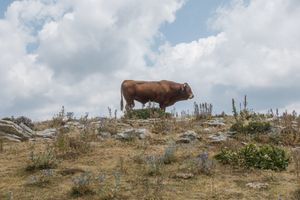 CRITICAL LANDSCAPES//:FEAR//:LOVE