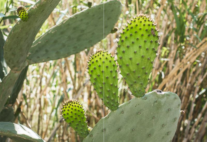 © Irina Vosgerau - Image from the Cactus photography project