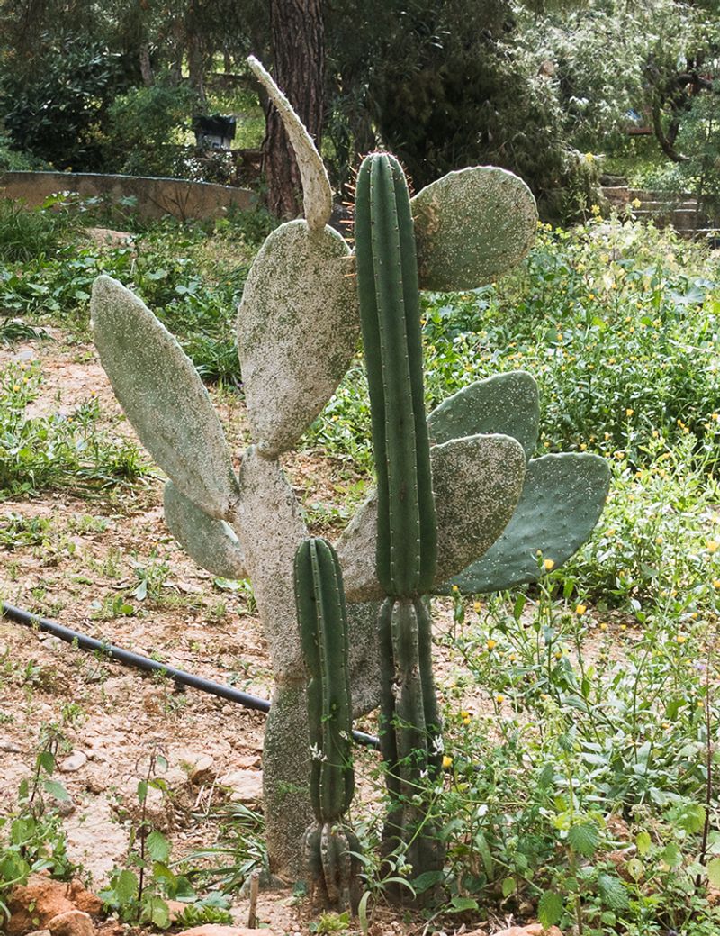 © Irina Vosgerau - Image from the Cactus photography project