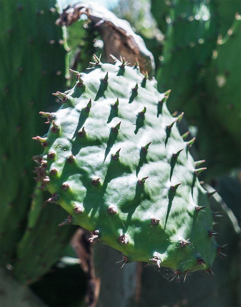 © Irina Vosgerau - Image from the Cactus photography project