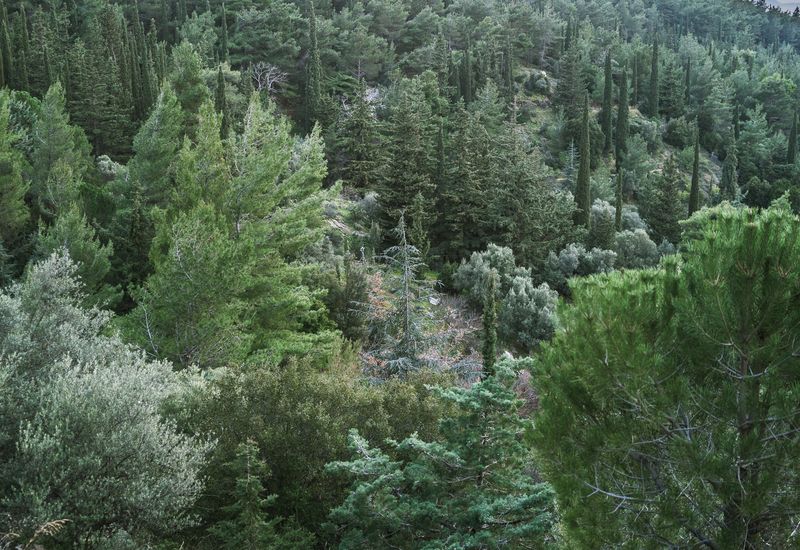 © Irina Vosgerau - Image from the Cactus photography project