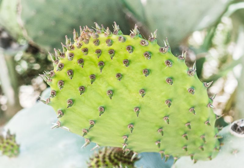 © Irina Vosgerau - Image from the Cactus photography project