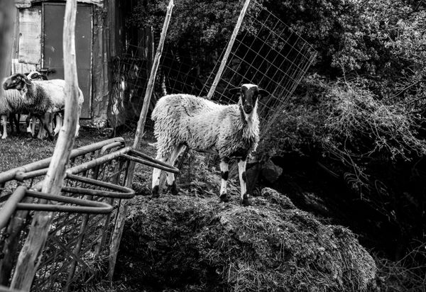 © Irina Vosgerau - Image from the Stranger than Paradise photography project