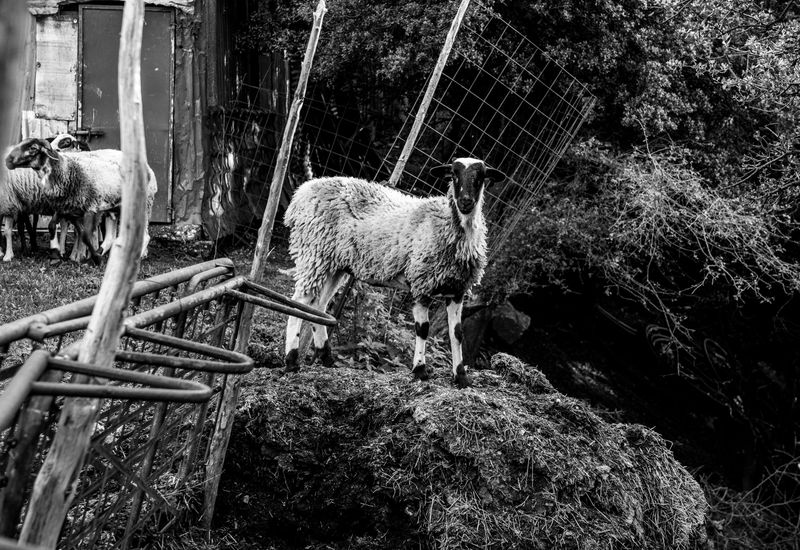 © Irina Vosgerau - Image from the Stranger than Paradise photography project