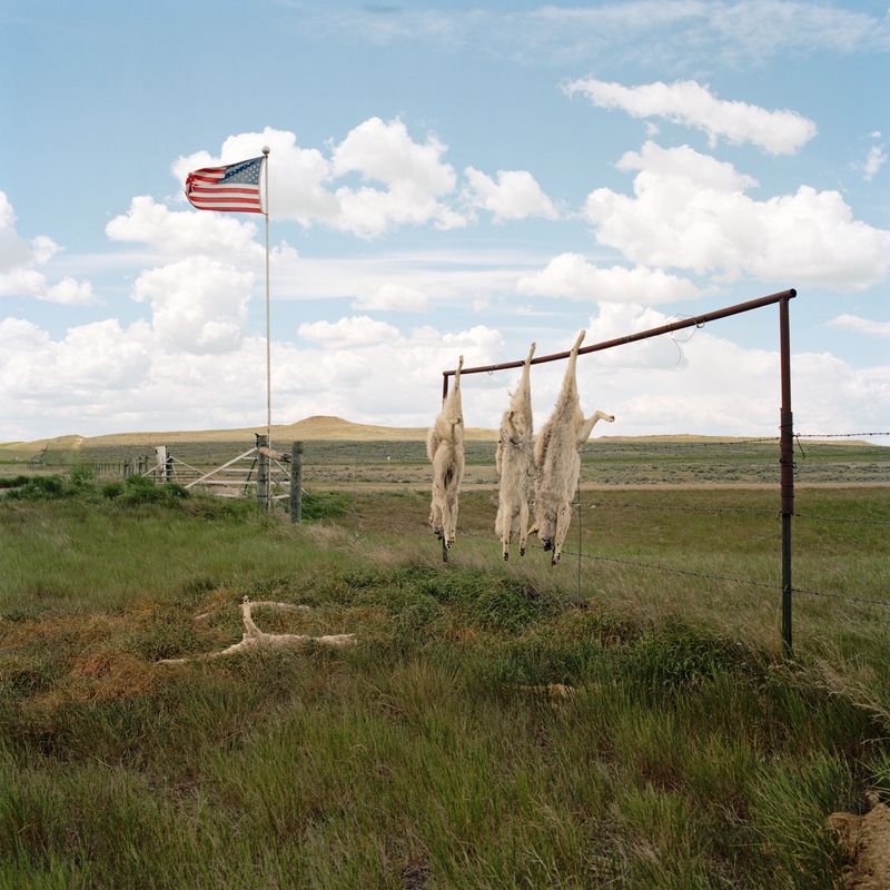 © Louise Amelie - "Coyotes" Ranch in Montana.