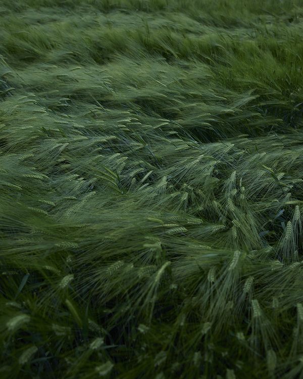 © Louise Amelie - Grassland