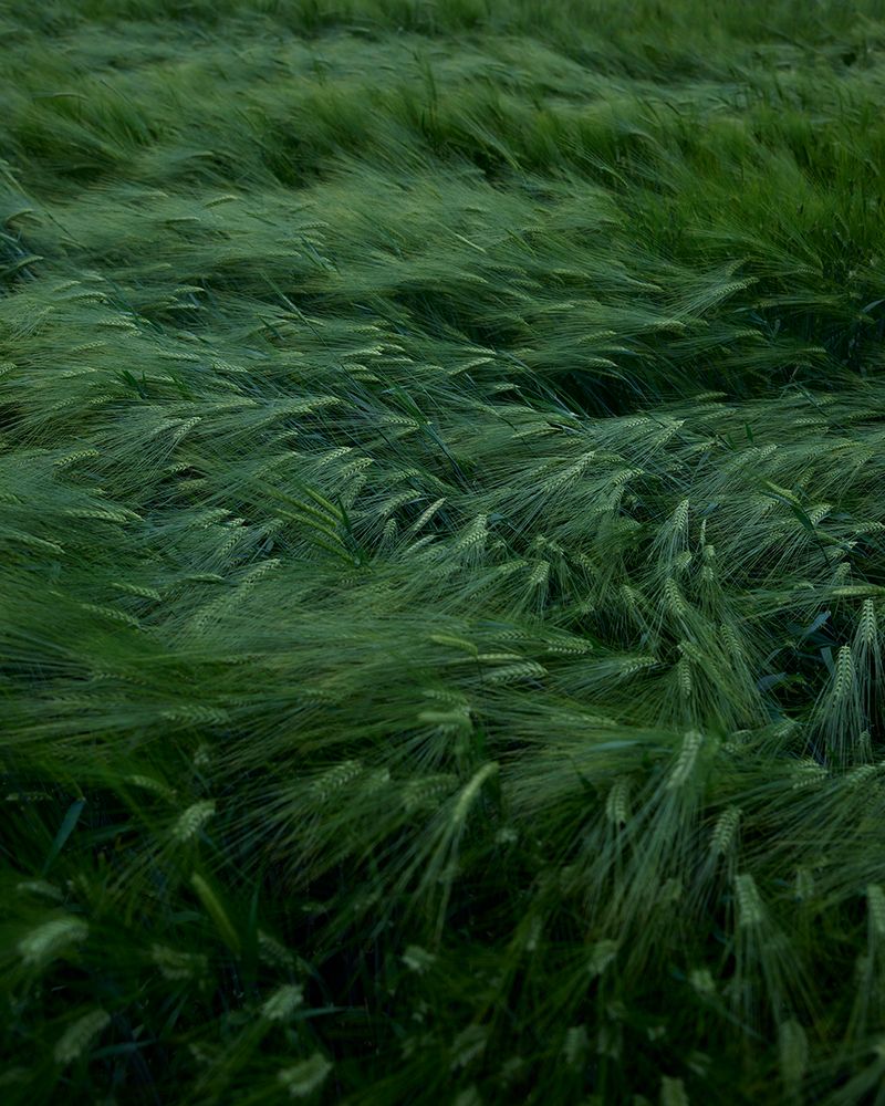 © Louise Amelie - Grassland