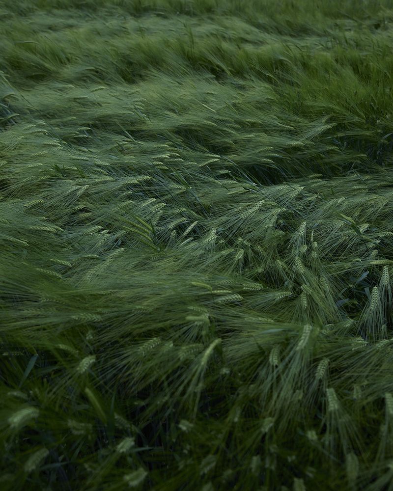 © Louise Amelie - Grassland