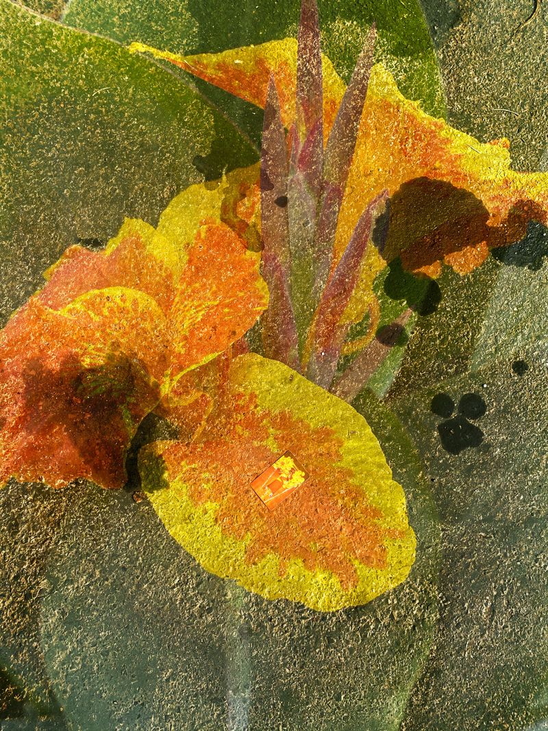 © Ashima Raizada - colourful but stained flower