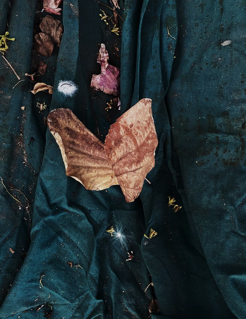 © Ashima Raizada - you can only chase a butterfly for so long