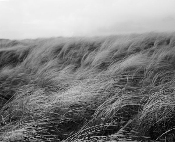 © Marysa Dowling - In the dunes, Sandy lane, Banna, Kerry.