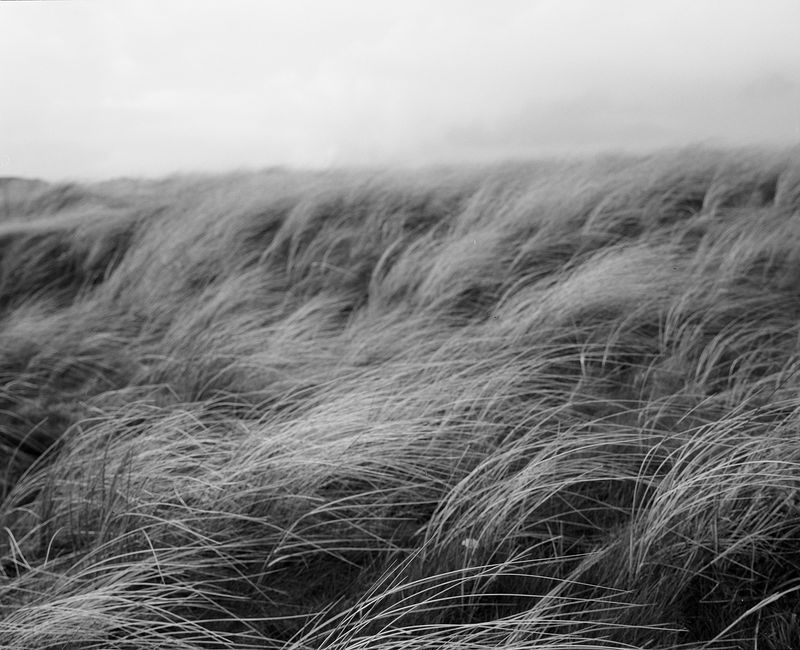© Marysa Dowling - In the dunes, Sandy lane, Banna, Kerry.