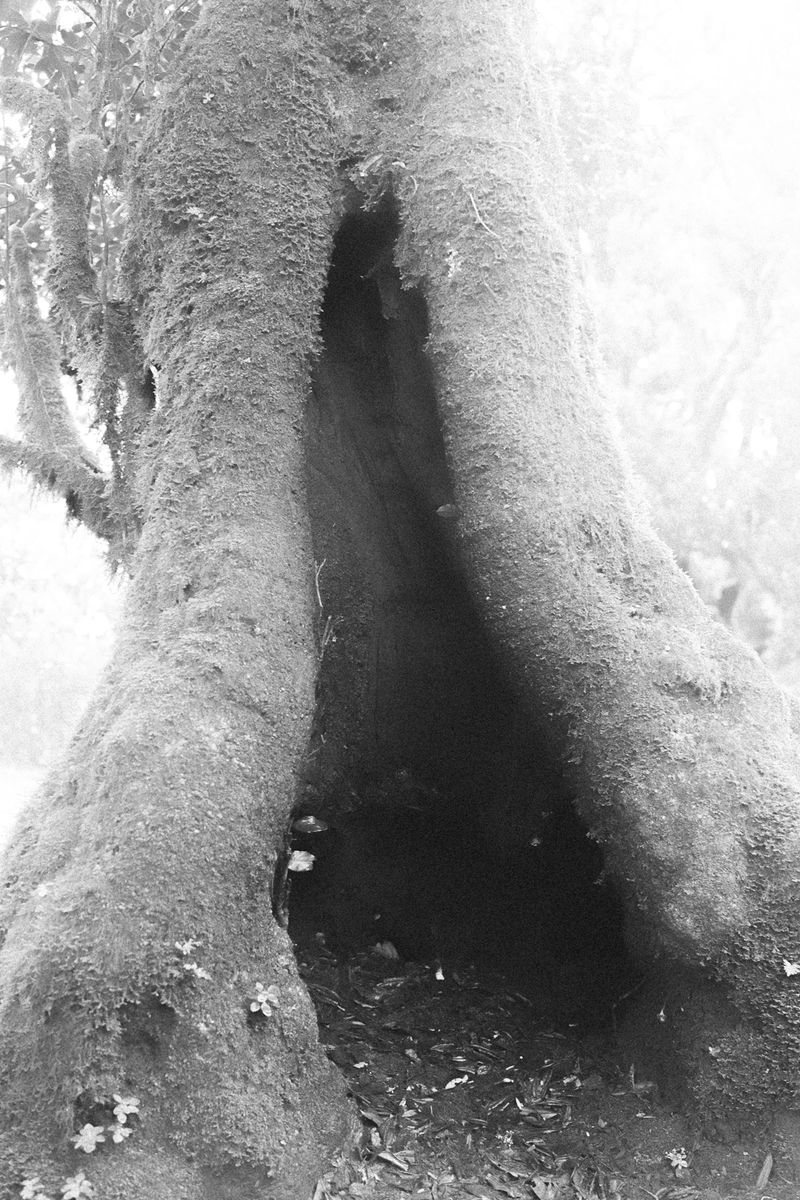 © Uta Genilke - Image from the My Mother's Garden photography project