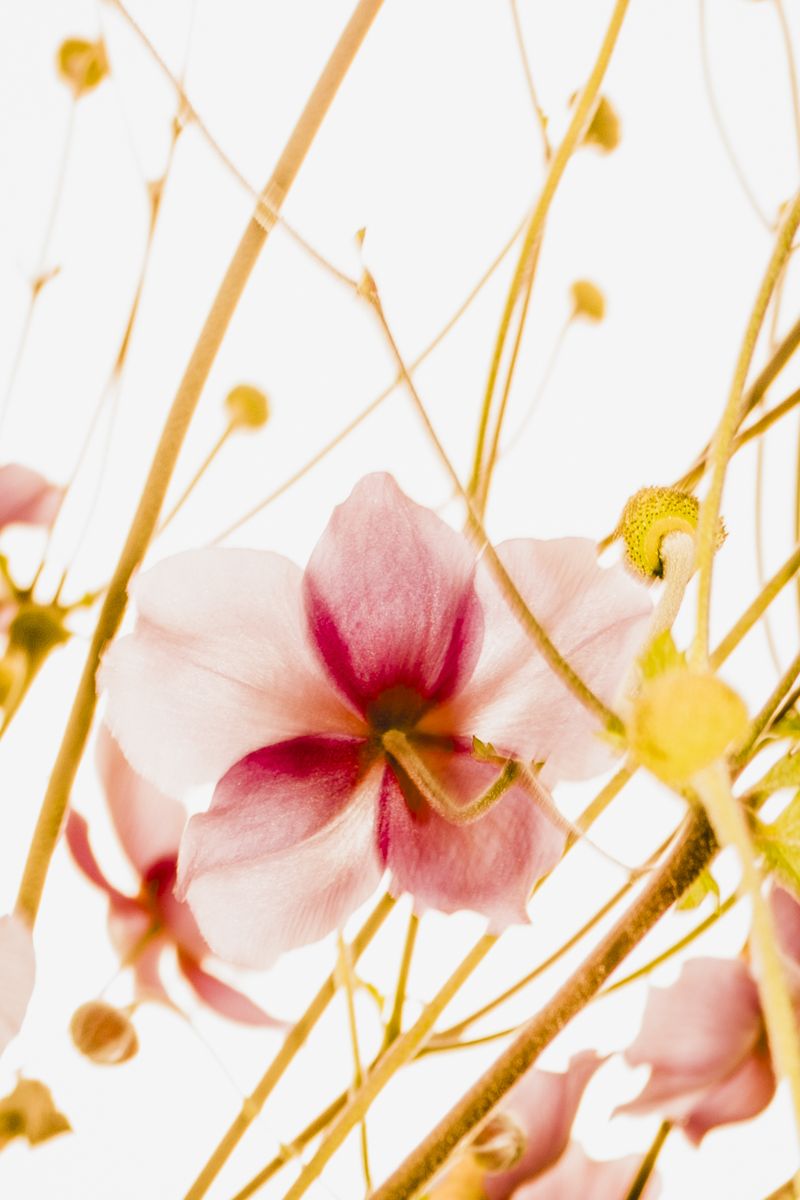 © Uta Genilke - Image from the My Mother's Garden photography project