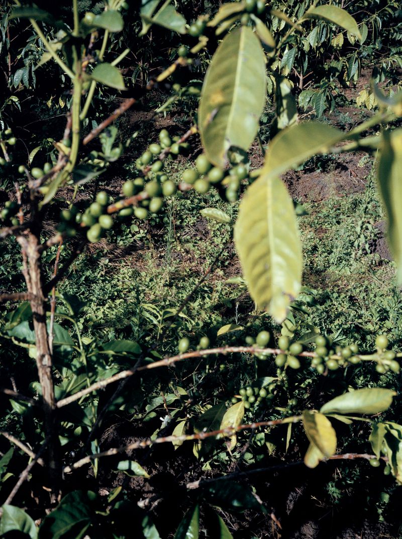 © Alicja Klitenik - Image from the Gardens of Healing photography project