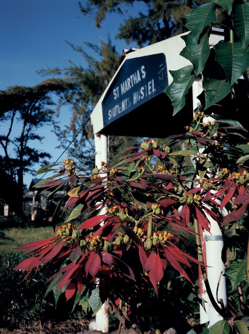 © Alicja Klitenik - Image from the Gardens of Healing photography project