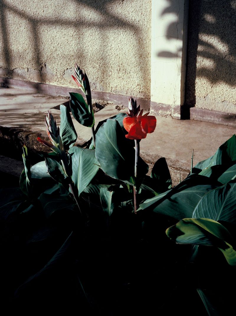 © Alicja Klitenik - Image from the Gardens of Healing photography project