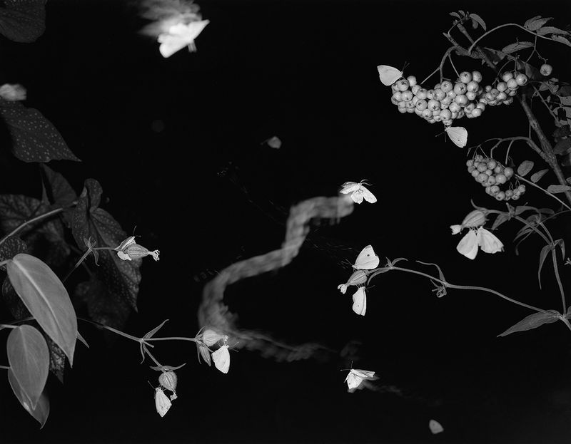 © Pia Guilmoth - Image from the Flowers Drink the River photography project