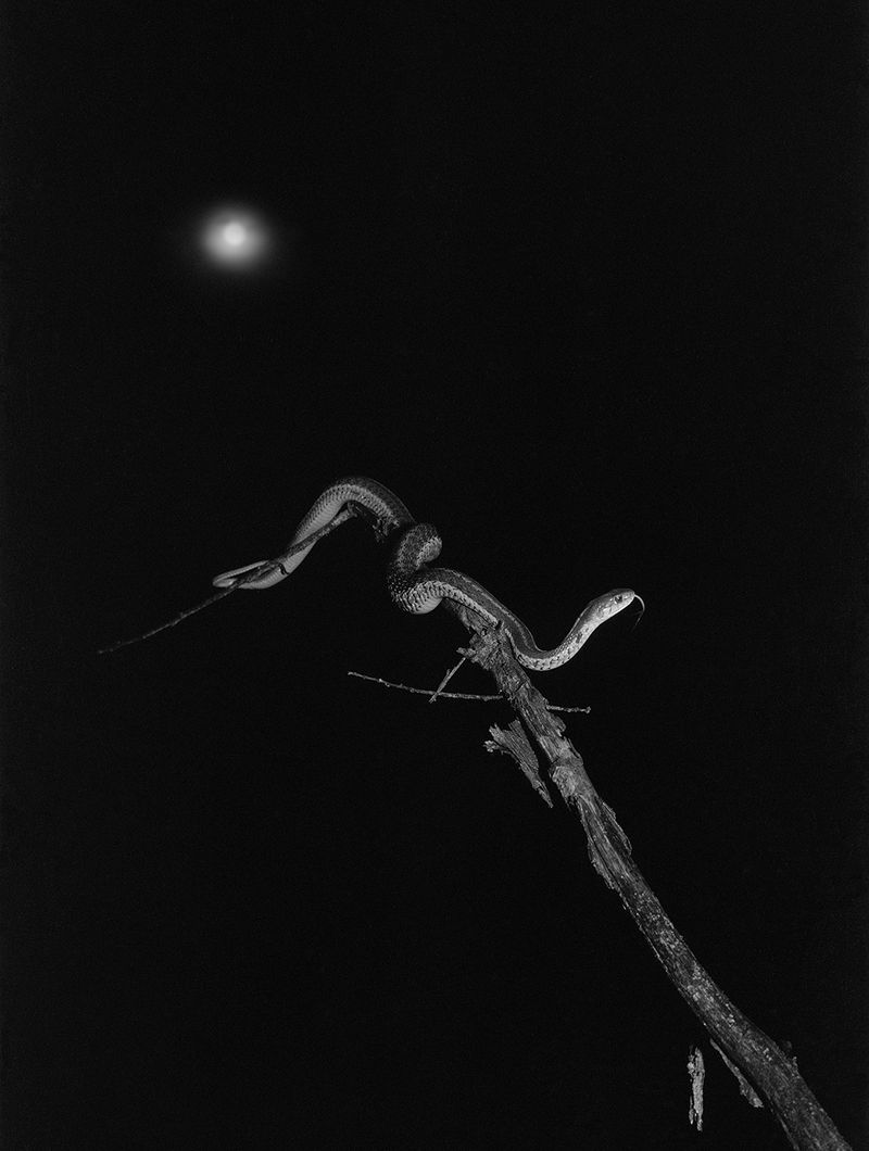 © Pia Guilmoth - Image from the Flowers Drink the River photography project