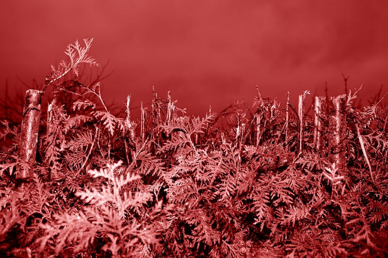 © Jakub Kolek - Image from the You Linger In Things photography project