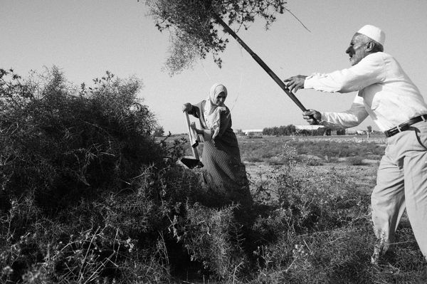 © Jost Franko - Kemal Abu Rauk and his wife are seen burning the overgrown in their farmland in Khan Younis, Palestine, on Nov. 3rd 2014.
