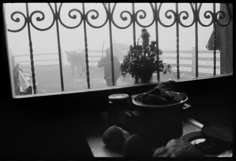 © Jost Franko - Shepherd tries to rush one of her cows behind the fence.