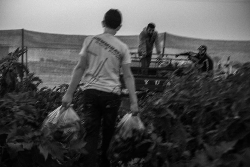 © Jost Franko - Image from the Farming in Gaza photography project
